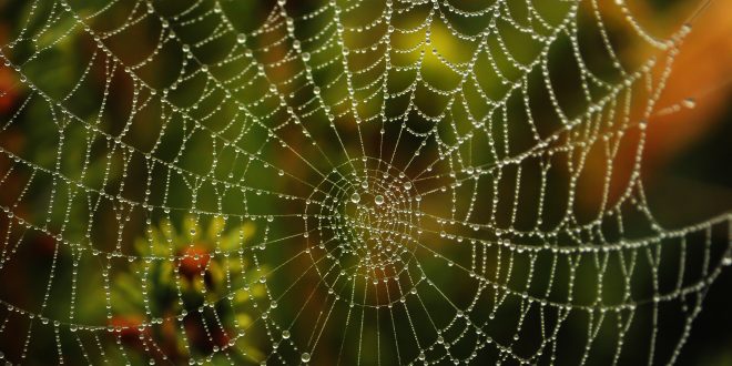 Large spider web