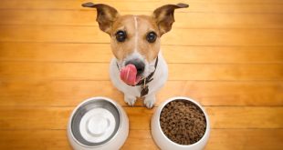 dog with food and water bowls